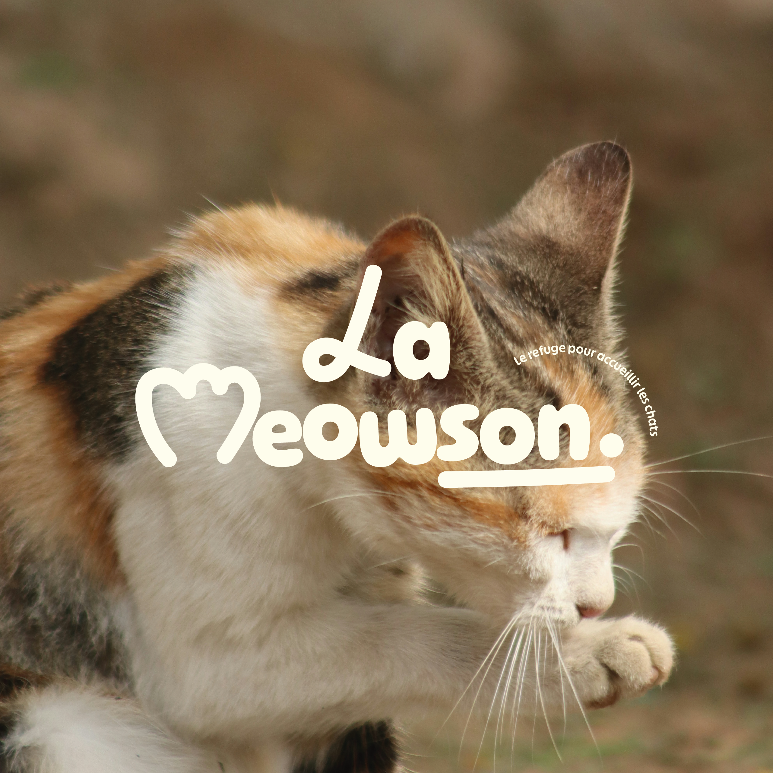 meowson-12